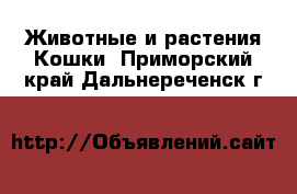 Животные и растения Кошки. Приморский край,Дальнереченск г.